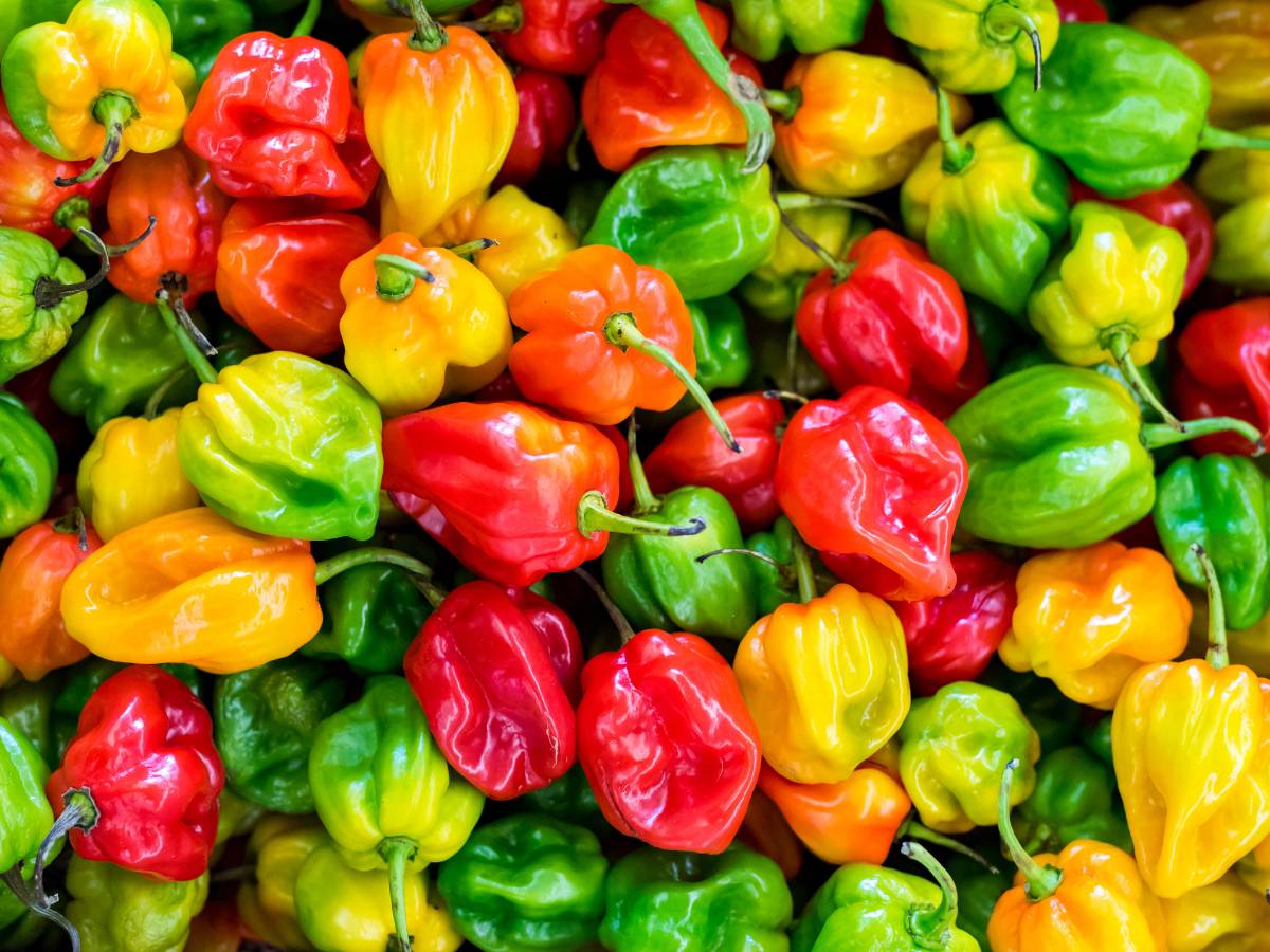 Mała papryka w różnych kolorach. Obrazek w artykule Papryka - owoc czy warzywo? Odpowiedź na pytanie czy papryka to owoc, czy warzywo