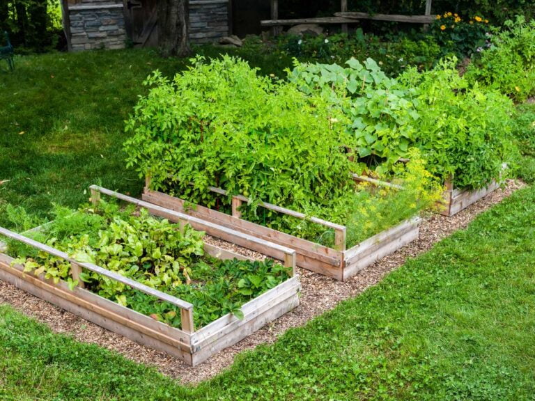 Ogródek ze skrzynkami. Obrazek w artykule Skrzynki na warzywa. Jak uprawiać warzywa w skrzynkach na warzywa?