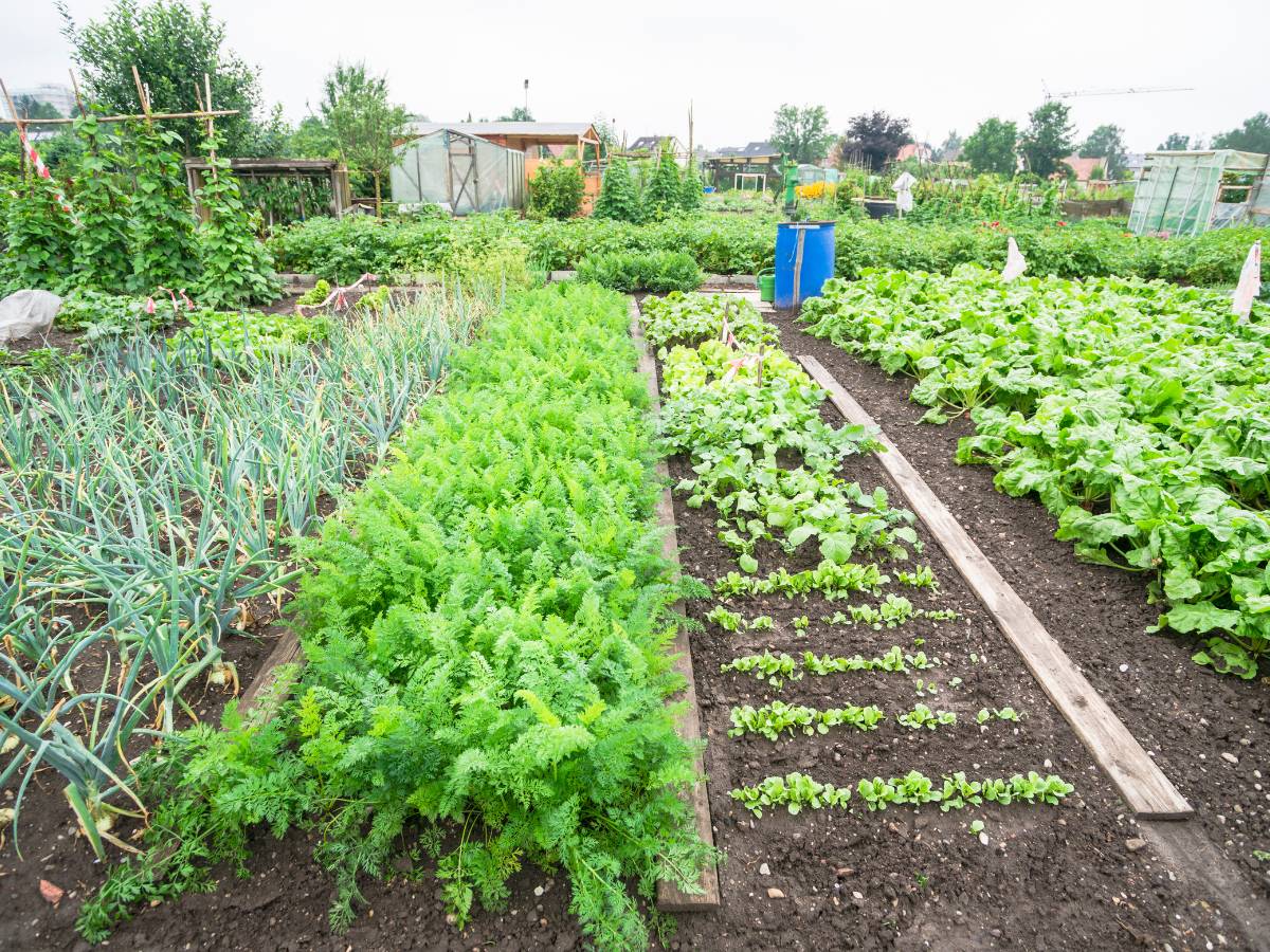 Grządki warzywne. Obrazek w artykule Ziemia pod warzywa. Jak wybrać odpowiednią ziemię pod warzywa?