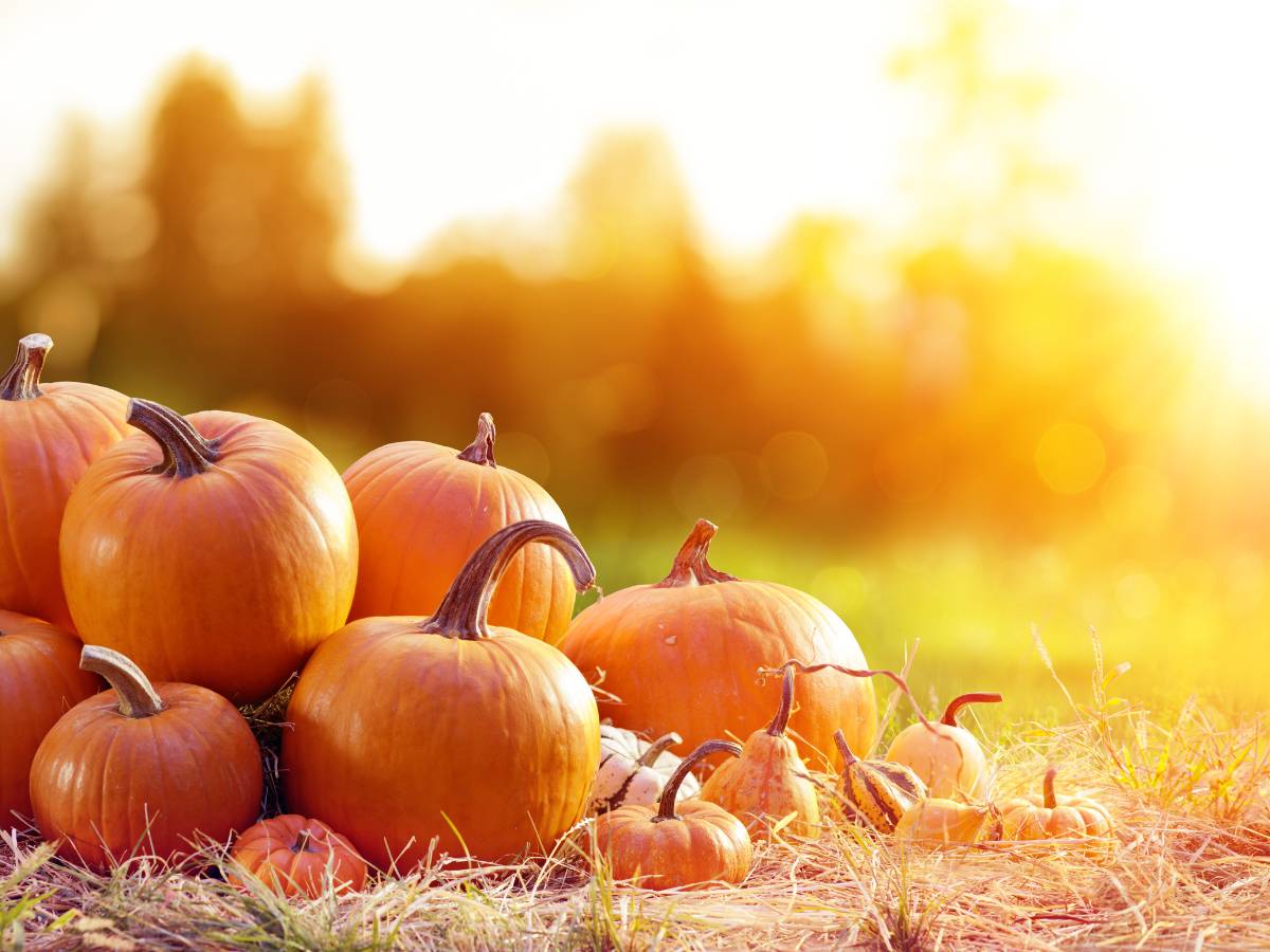 Dynia na polu. Obrazek w artykule Dynia to owoc czy warzywo? Odpowiedź na wieczne pytanie dynia to owoc czy warzywo
