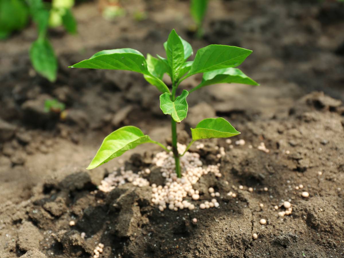 Sadzonka. Obrazek w artykule Jaki nawóz pod warzywa? Praktyczny przewodnik dla ogrodników jaki nawóz pod warzywa stosować