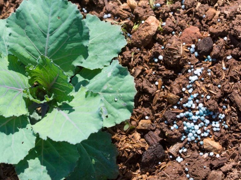 Sadzonka i nawóz. Obrazek w artykule Nawóz pod warzywa. Jakie nawozy pod warzywa wybrać i jak stosować?