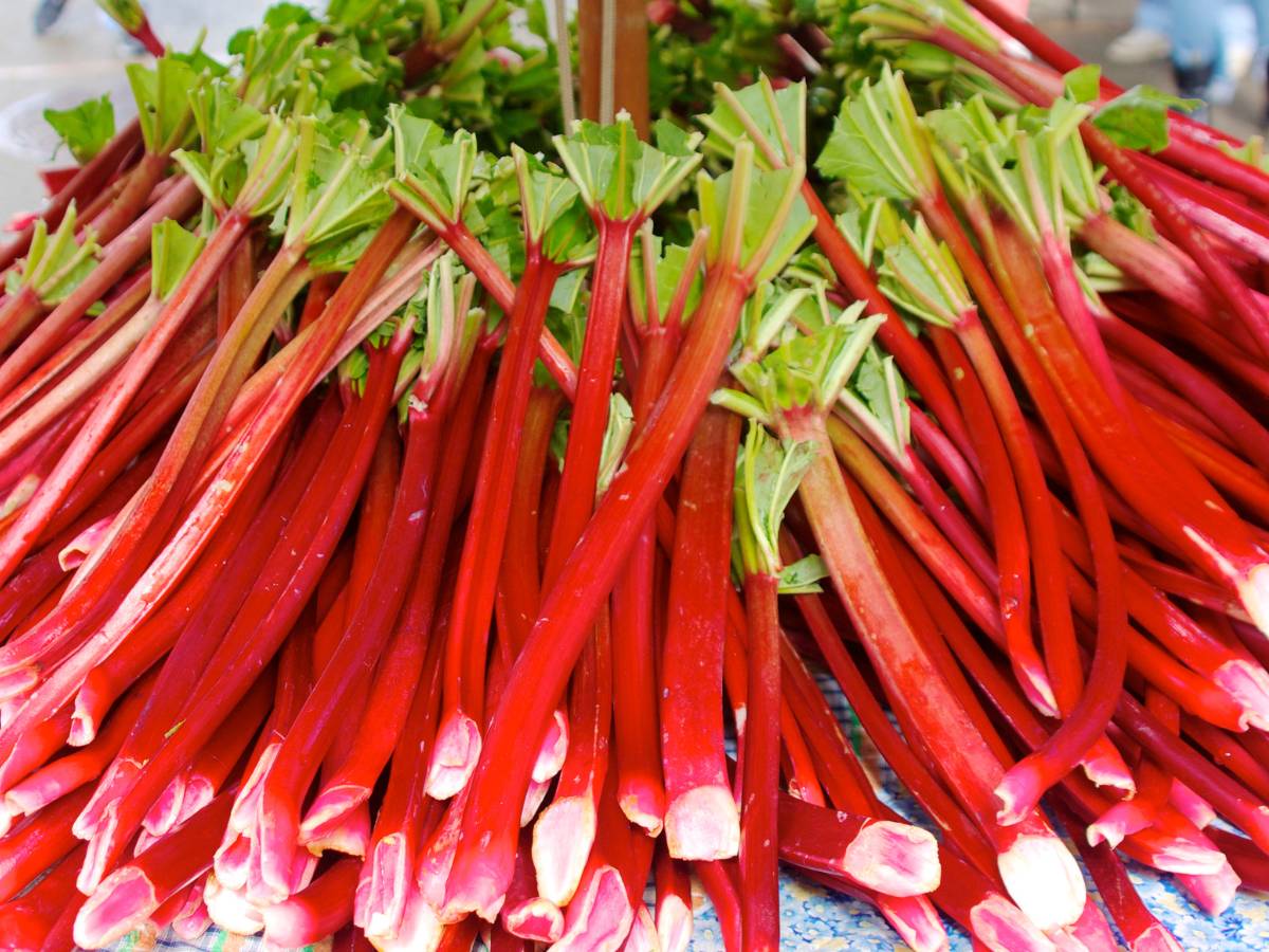 Rabarbar w rządku. Obrazek w artykule Rabarbar to owoc czy warzywo Wyjaśniamy!