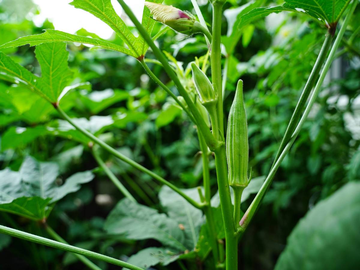 Sadzonki. Obrazek w artykule Jakie warzywa sadzić po sobie? Porady doświadczonych ogrodników jakie warzywa sadzić po sobie