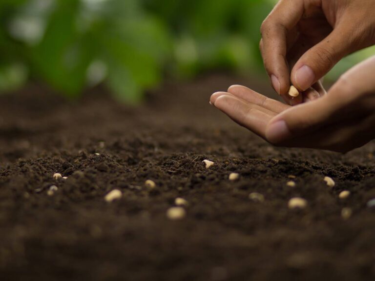 Sianie warzyw. Obrazek w artykule Jakie warzywa można siać na zimę? Poradnik dla ogrodników jakie warzywa można siać na zimę
