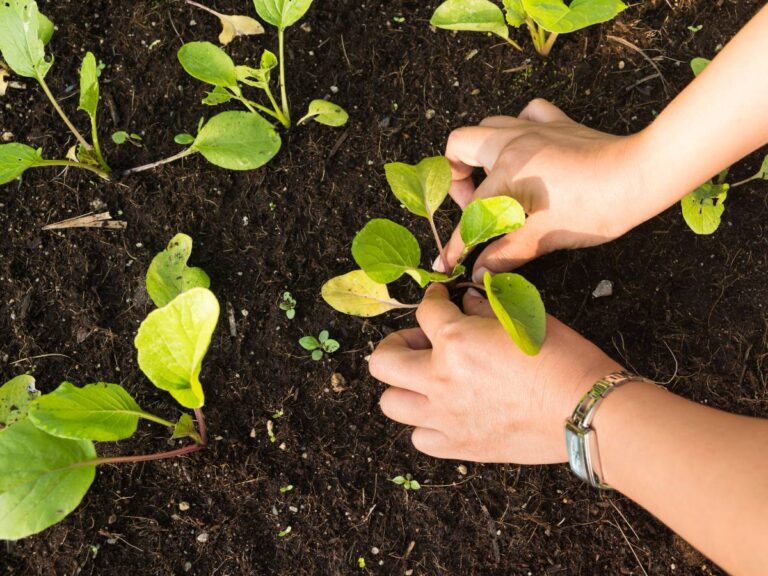 Siewki w ogródku. Obrazek w artykule Jakie warzywa można siać w sierpniu? Poradnik dla ogrodników jakie warzywa można siać w sierpniu