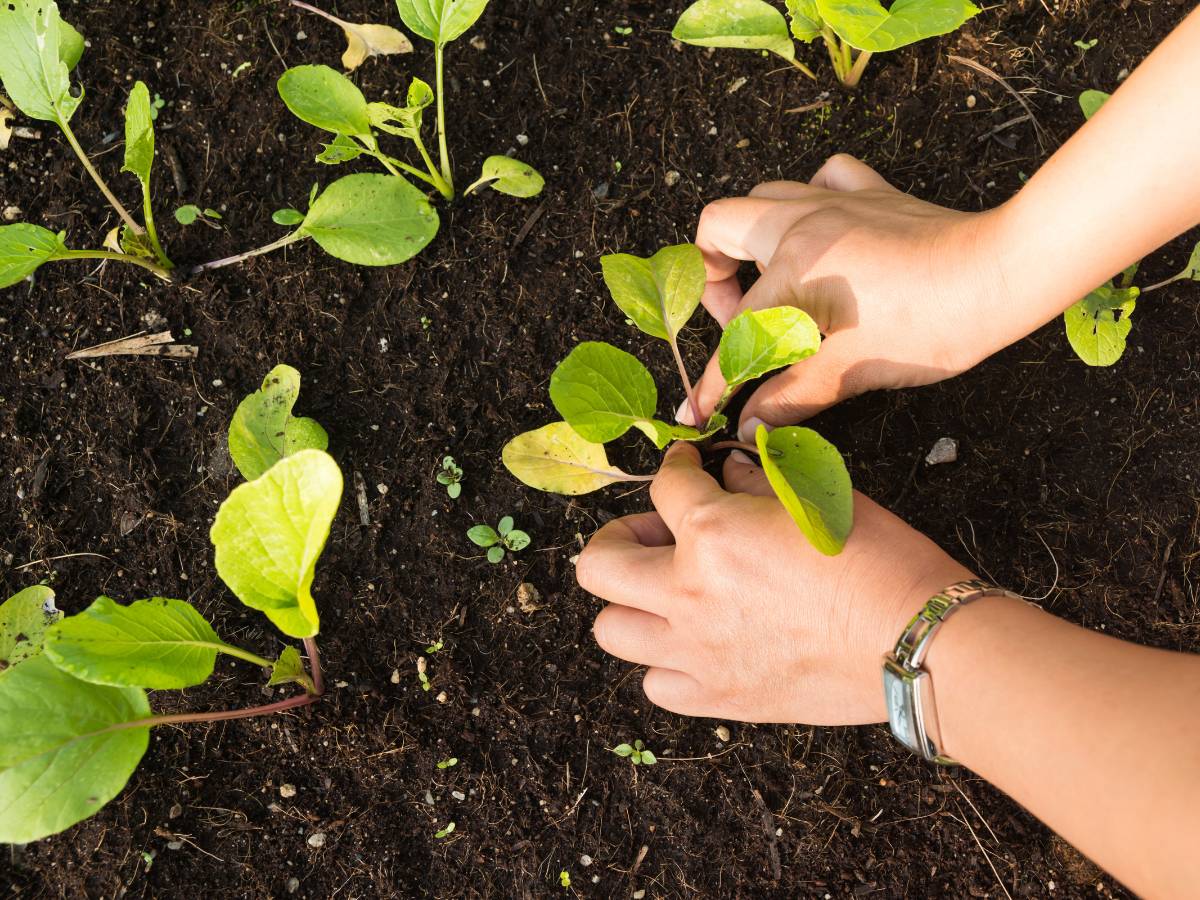 Siewki w ogródku. Obrazek w artykule Jakie warzywa można siać w sierpniu? Poradnik dla ogrodników jakie warzywa można siać w sierpniu