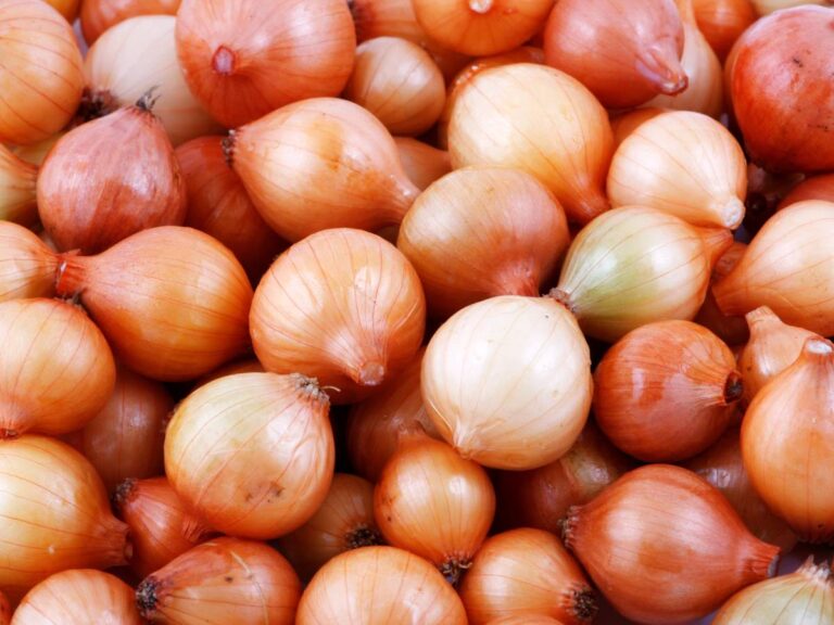 Cebula. Obrazek w artykule Warzywa cebulowe. Najlepsze gatunki warzyw cebulowych i sposoby na ich uprawę