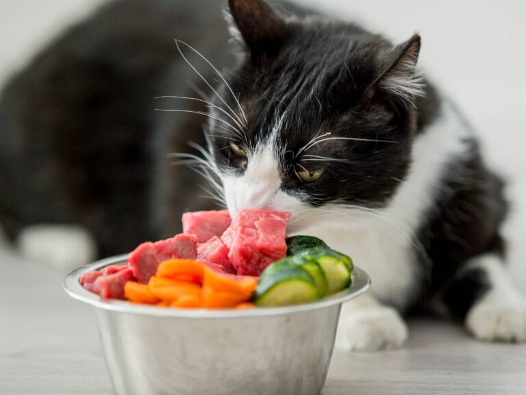Kot z miską warzyw. Obrazek w artykule Jakie warzywa dla kota? Oto lista najzdrowszych warzyw dla kota