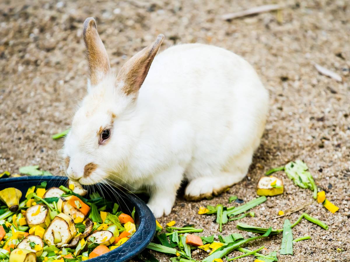 Królik z jedzeniem. Obrazek w artykule Jakie warzywa może jeść królik? Praktyczny przewodnik dla właścicieli, jakie warzywa może jeść królik