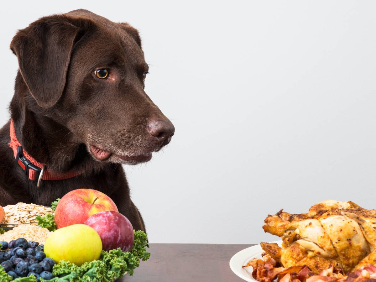 Pies z miską warzyw. Obrazek w artykule Jakie warzywa może jeść pies? Lista zalecanych i odradzanych pozycji, jakie warzywa może jeść pies