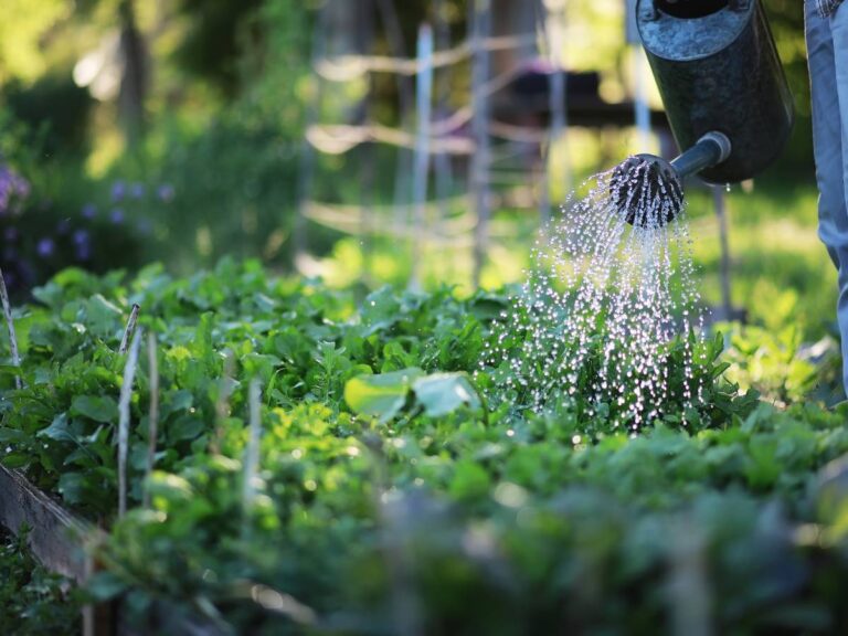 Podlewanie w szklarni. Obrazek w artykule Jakie warzywa podlewać drożdżami. Porady dla ogrodników jakie warzywa podlewać drożdżami