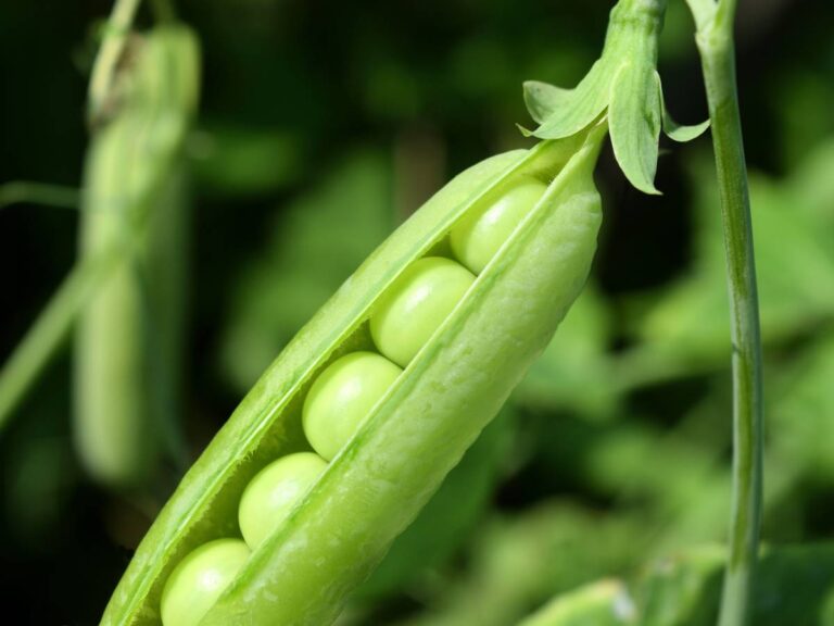 Strączek groszka. Obrazek w artykule Jak siać warzywa w ogródku? Praktyczny poradnik jak siać warzywa w ogródku dla początkujących ogrodników
